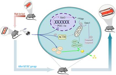 Mechanism of Valeriana officinalis L. extract improving atherosclerosis by regulating PGC-1α/Sirt3/Epac1 pathway